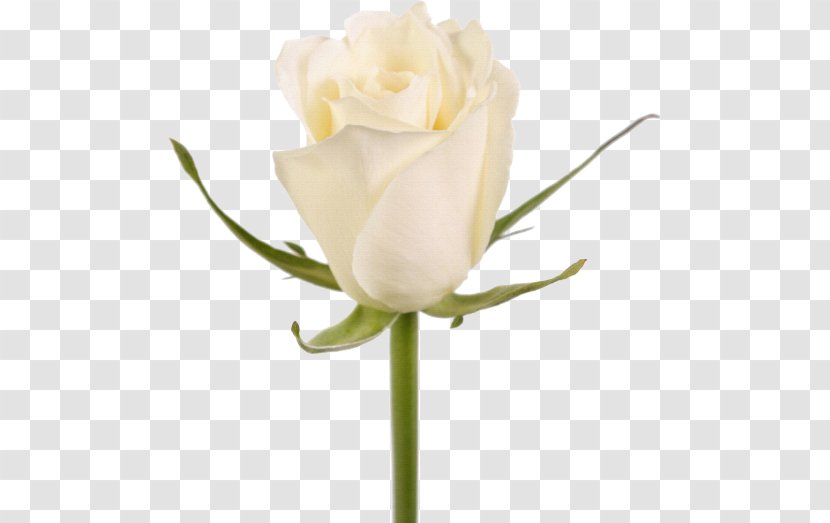 Garden Roses Cut Flowers White Plant Stem - Rose Order - Flower Transparent PNG