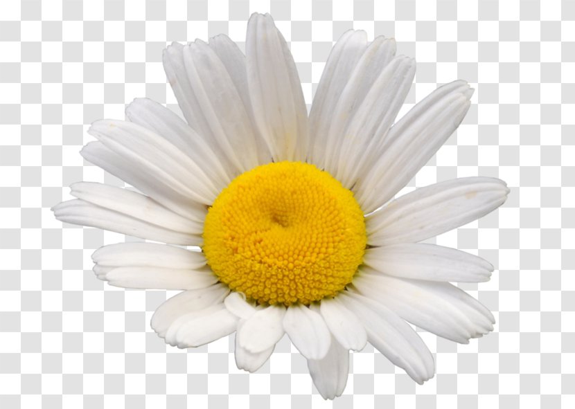 Roman Chamomile Oxeye Daisy Chrysanthemum Mayweed Transparent PNG