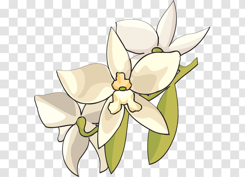 Orchids Flower Lilium Clip Art - Pollinator - Orchid Cliparts Transparent PNG