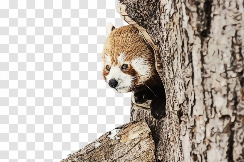 Giant Panda Red Panda Dog Cat Cuteness Transparent PNG