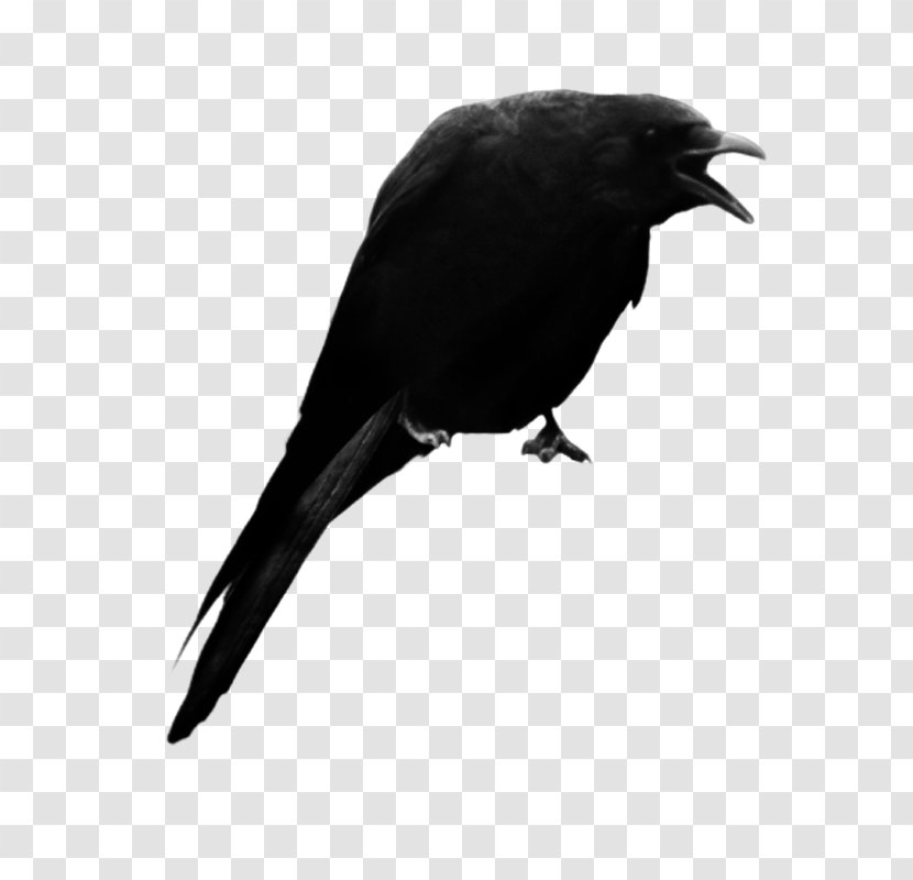 American Crow New Caledonian - World - Fauna Transparent PNG