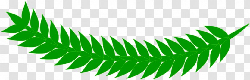 Green Leaf Logo - Vascular Plant - Ostrich Fern Transparent PNG