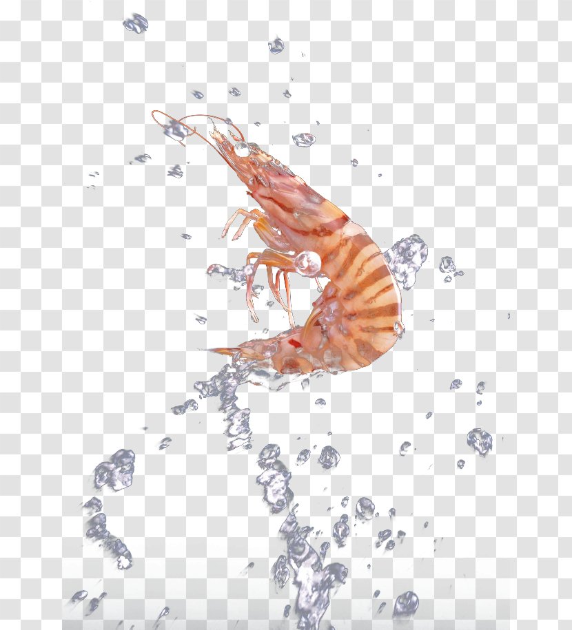 Graphic Design Illustration - Organism - Wash The Fresh Shrimp Transparent PNG