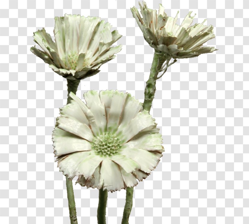 Sugarbushes Cut Flowers Protea Compacta Trockenblume - Germany - Flower Transparent PNG