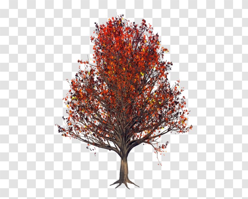 Orange - Plant - Twig Autumn Transparent PNG