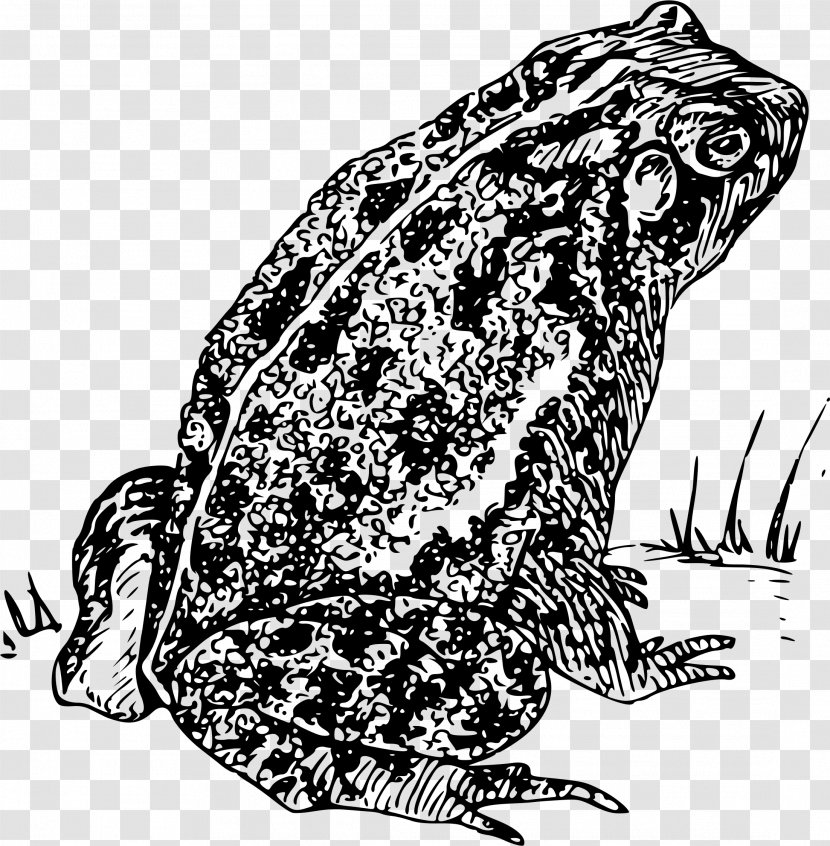 Frog Cartoon - Bufo - Coloring Book Blackandwhite Transparent PNG