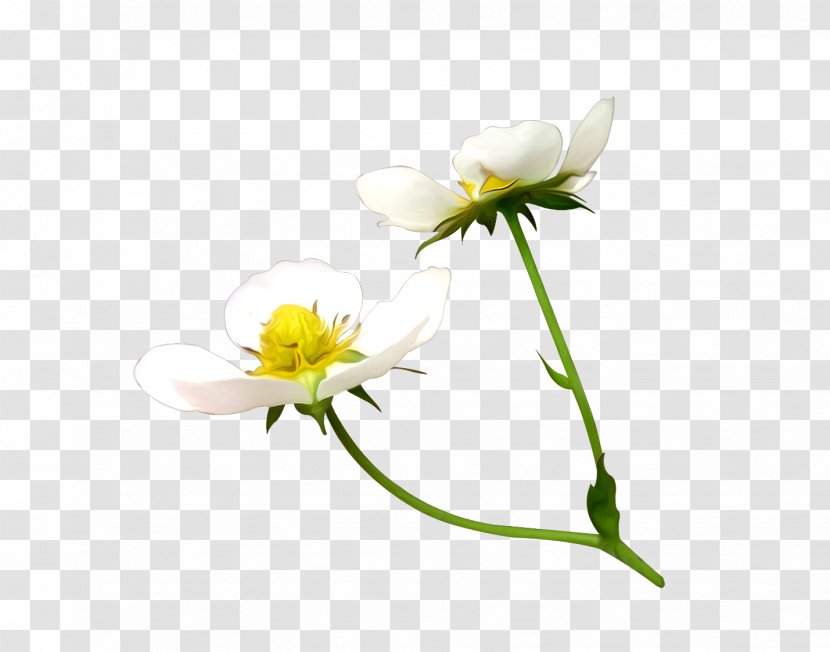 Cut Flowers Yellow Plant Stem Plants - Mayweed - Anemone Background Transparent PNG