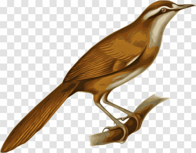 Bird Beak Nightingale Songbird Carolina Wren Transparent PNG