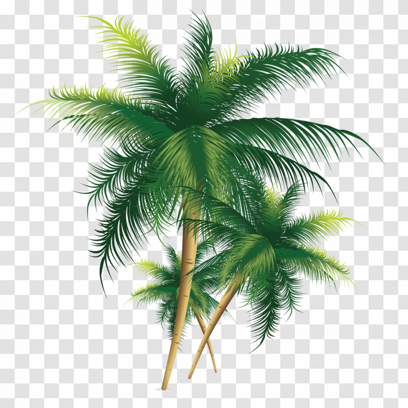 Coconut Tree - Gratis - Exquisite Transparent PNG