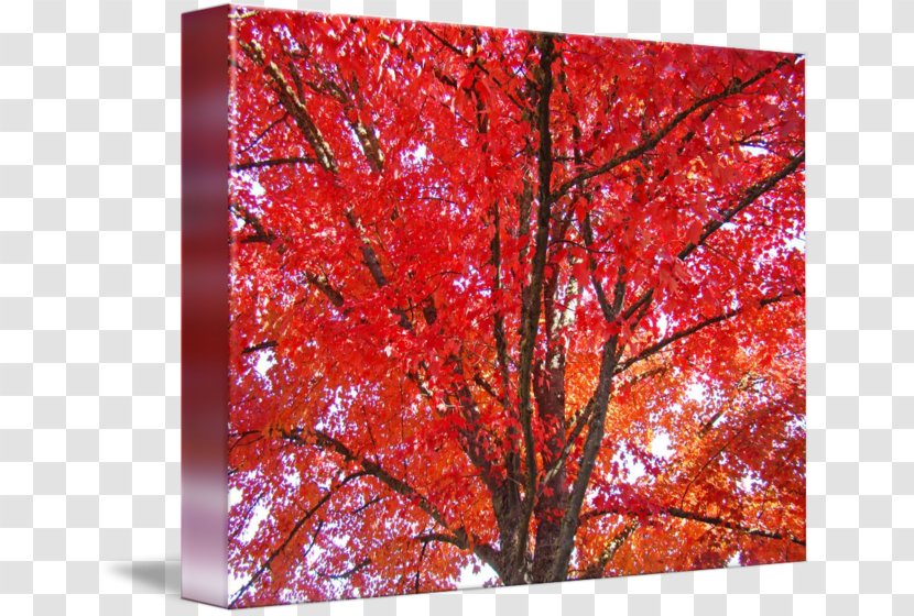 Maple Leaf Tree Autumn - Deciduous - Posters Transparent PNG
