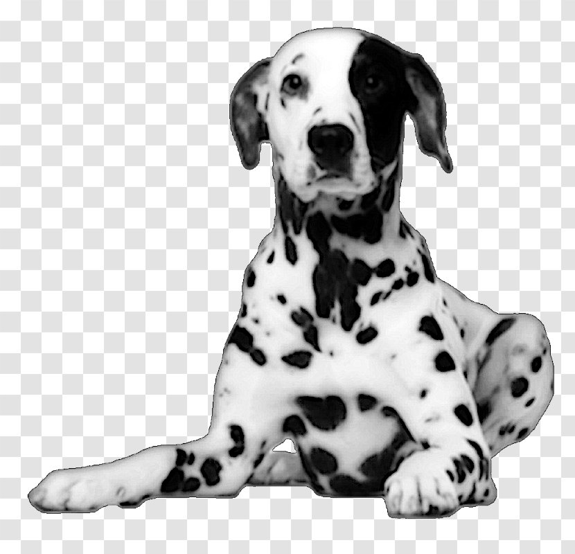 Dalmatian Dog Puppy - Black And White Transparent PNG