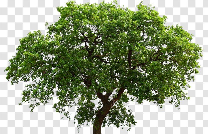 Oak Tree Maple Liriodendron Tulipifera Ceratocystis Fagacearum - Woody Plant Transparent PNG