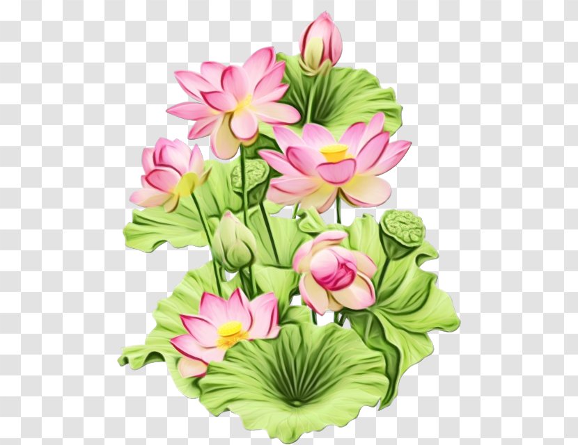 Water Paint Flowers - Plants - Sacred Lotus Floristry Transparent PNG