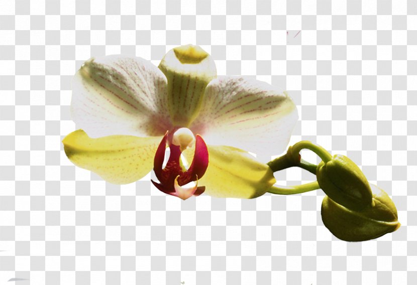 Moth Orchids Flower Clip Art - Hummingbird Transparent PNG