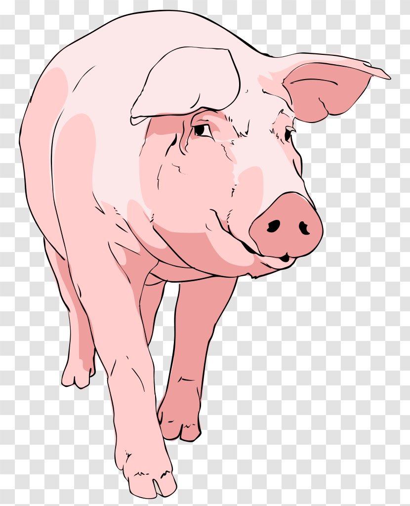 Domestic Pig Drawing Clip Art - Nose - Cliparts Transparent PNG