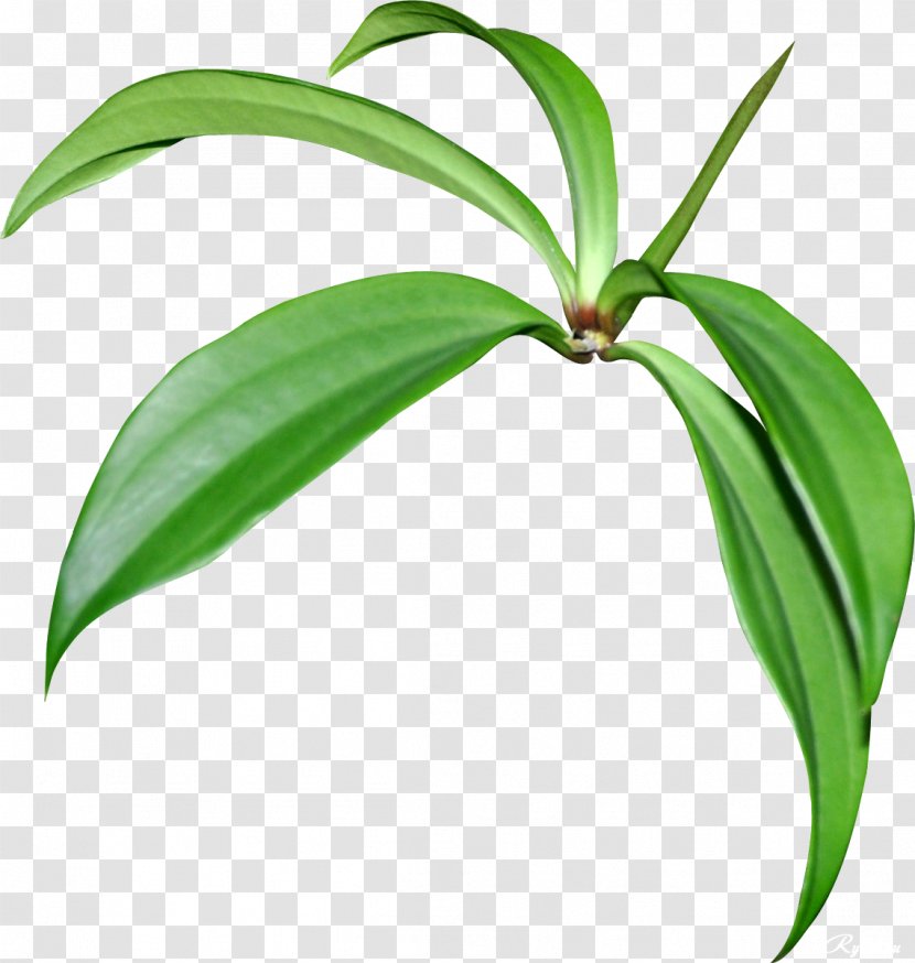 Houseplant Leaf Tree Flower - Organism Transparent PNG
