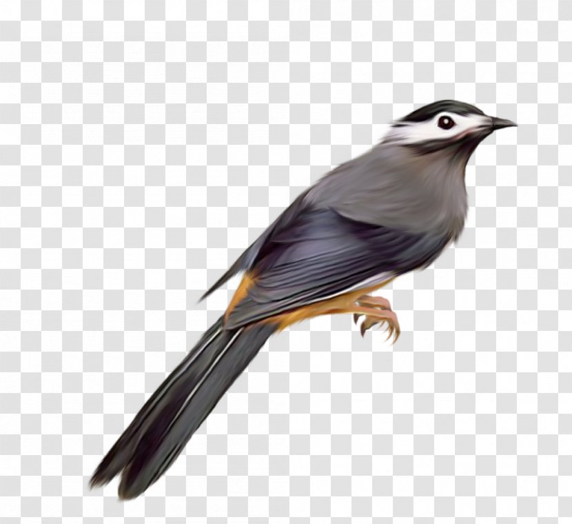 Bird Common Starling Clip Art Transparent PNG