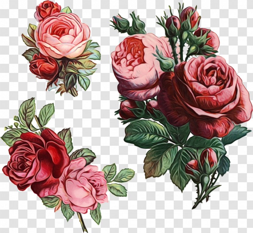 Garden Roses - Rose Family - Floribunda Cut Flowers Transparent PNG