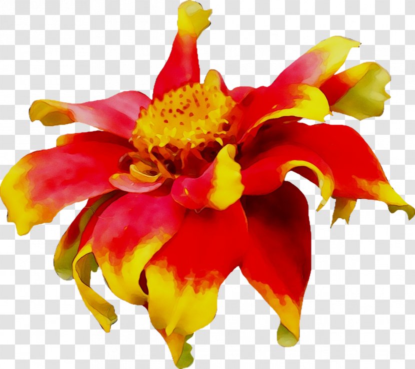 Floral Design Alstroemeriaceae Cut Flowers Canna - Tagetes - Yellow Transparent PNG