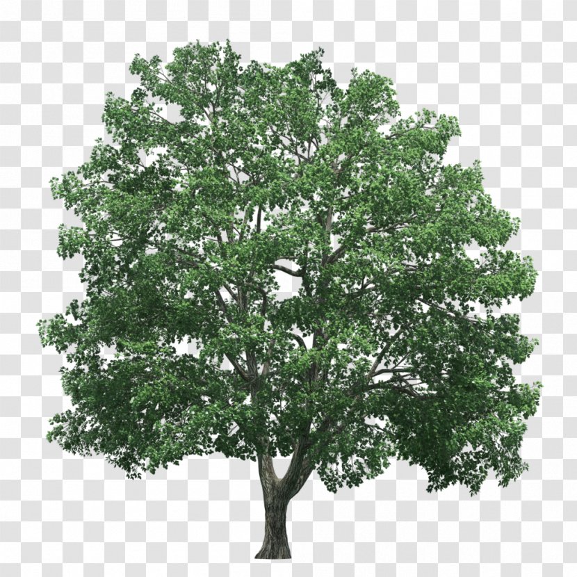 Tree Rendering - Lifelike Transparent PNG
