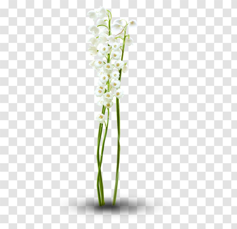 Floral Design Cut Flowers Moth Orchids Flowerpot Plant Stem - Flowering Transparent PNG