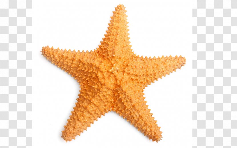Starfish Stock Photography Desktop Wallpaper Seashell - Cartoon - Mar Transparent PNG