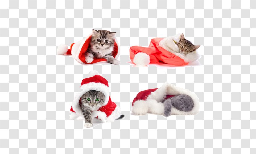 Siamese Cat Kitten Santa Claus Christmas Wallpaper - Wearing Clothes Transparent PNG