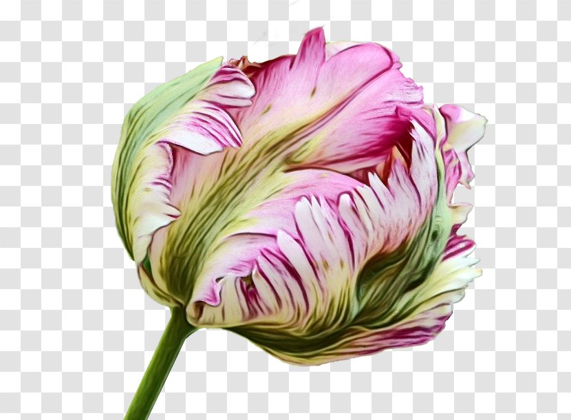 Drawing Image Watercolor Painting Flower Design - Botany - Plant Transparent PNG