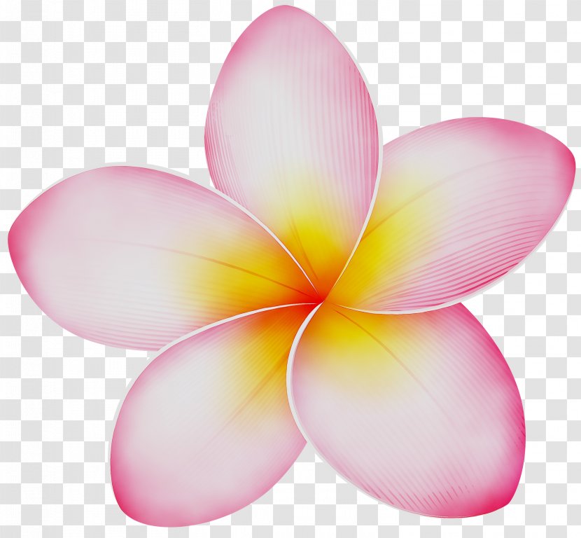 Pink M - Botany - Water Lily Transparent PNG