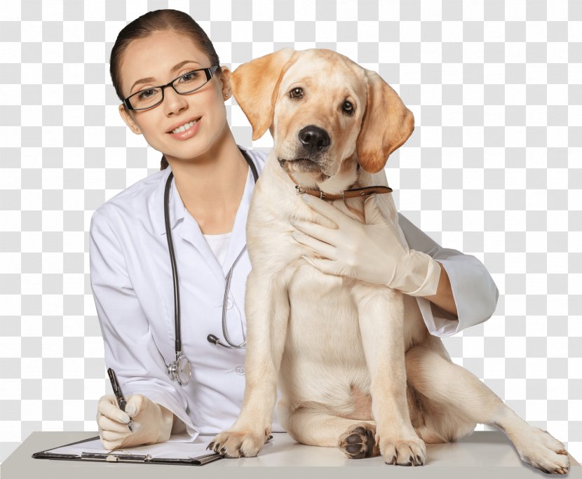 Dog Pet Sitting Cat Veterinarian - Puppy Transparent PNG