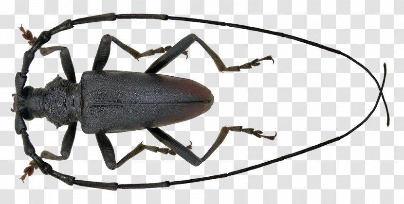 Longhorn Beetle Cerambyx Cerdo Scopolii Oak - Invertebrate Transparent PNG