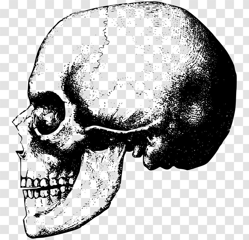 Skull Bone Skeleton Clip Art - Snout - Cranial Transparent PNG
