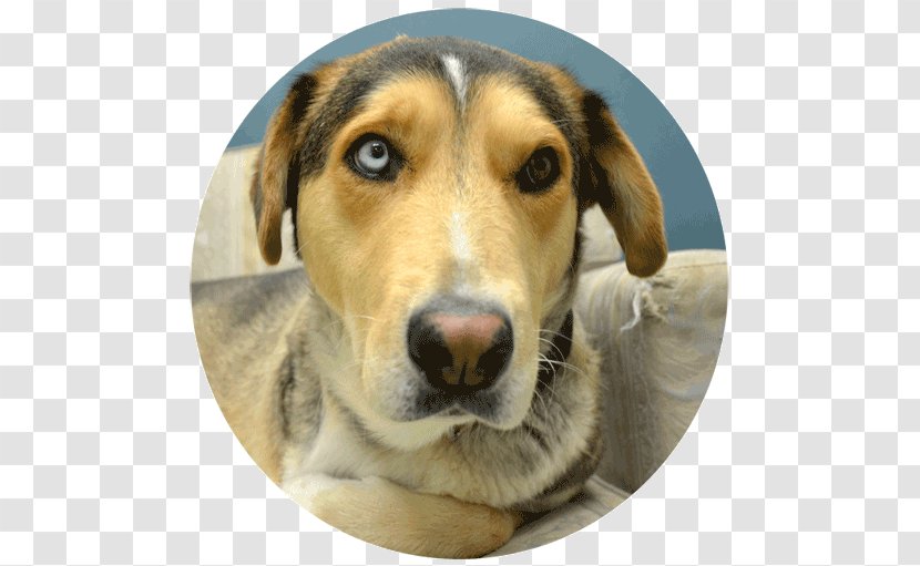 Harrier American Foxhound English Treeing Walker Coonhound Beagle - Permanent Residence Transparent PNG