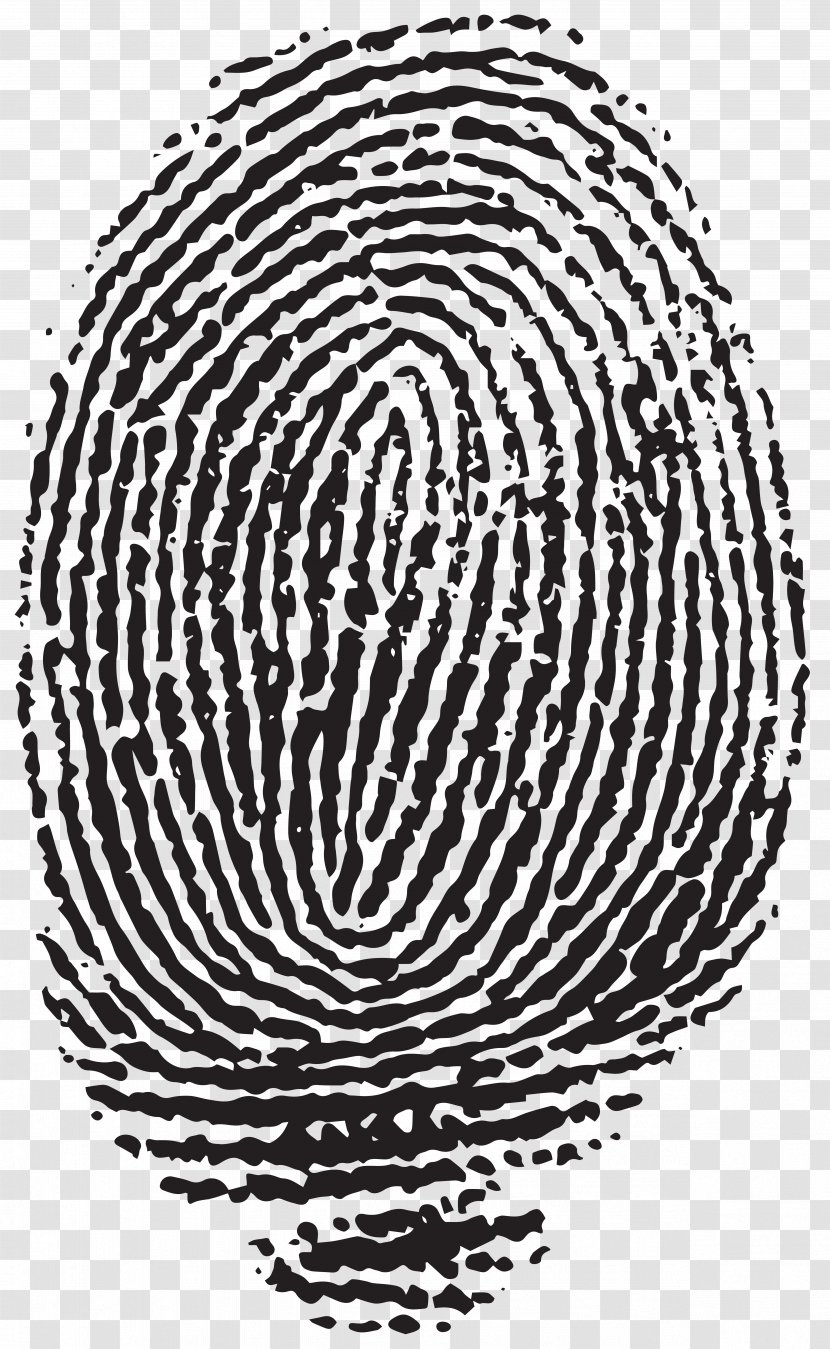 Fingerprint Hallongrotta Clip Art - Forensic Science - Image Transparent PNG
