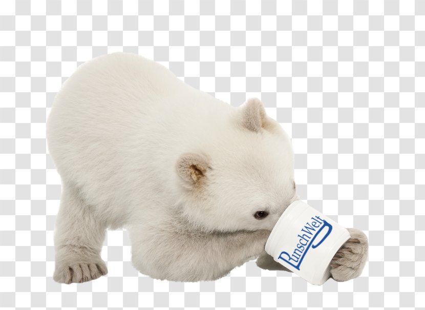 Polar Bear Puppy Stock Photography Dog - Fond Blanc Transparent PNG