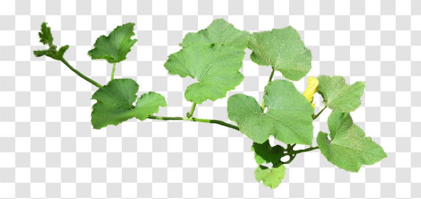 Cucumber Leaf Drawing Flower - Leaves And Flowers Transparent PNG