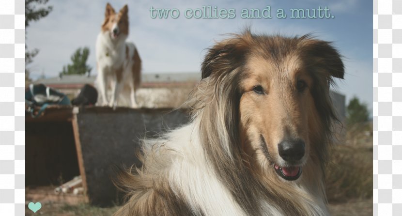 Rough Collie Borzoi Silken Windhound Italian Greyhound Afghan Hound - Dog Transparent PNG