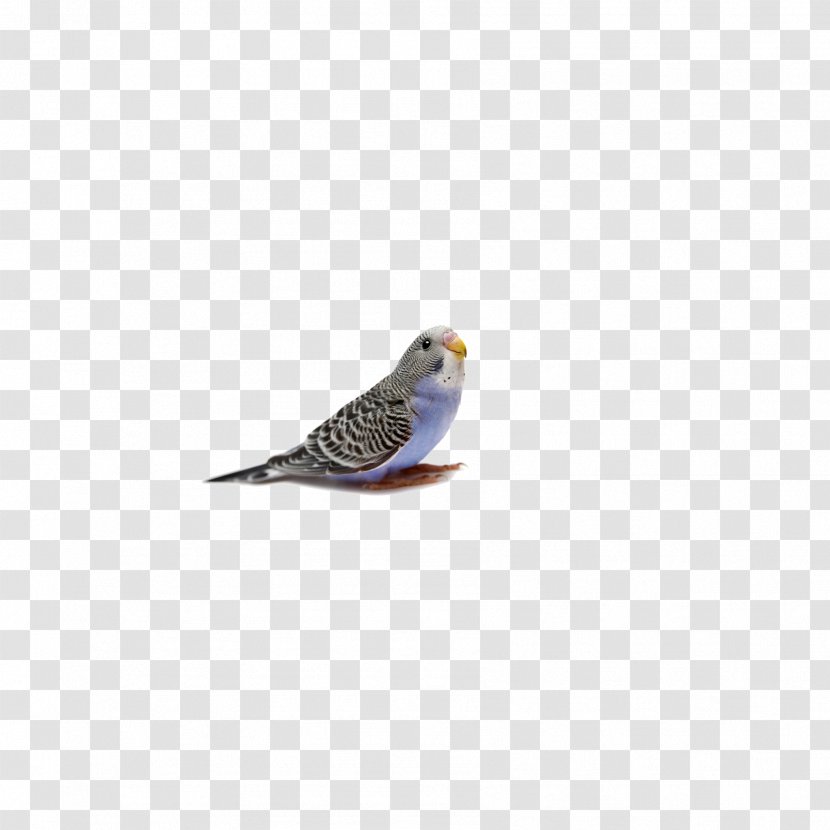 Bird True Parrot Budgerigar Transparent PNG