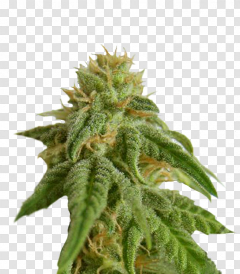 Seed Bank Autoflowering Cannabis Company Transparent PNG
