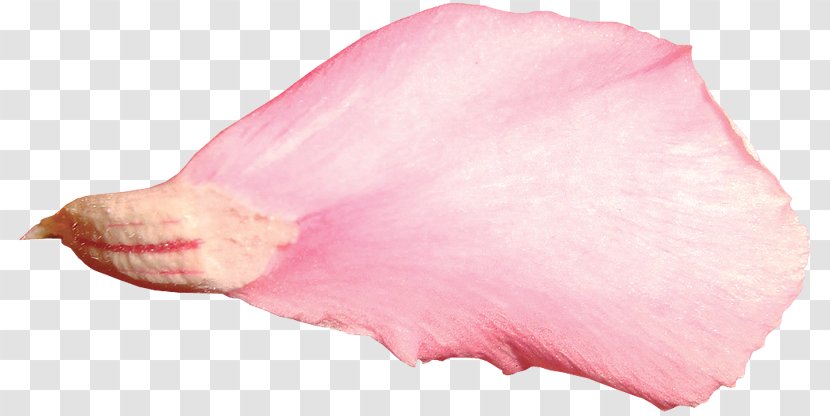 Petal Garden Roses Flower - Shape - Rose Transparent PNG