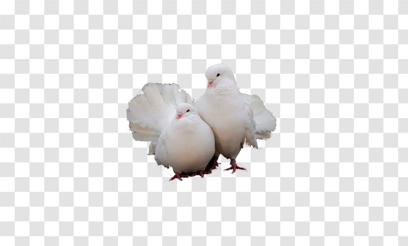Domestic Pigeon Bird Columbidae - Chicken Transparent PNG