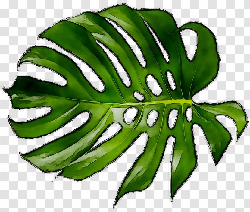 Leaf Plant Stem Greens Fruit Plants - Botany Transparent PNG