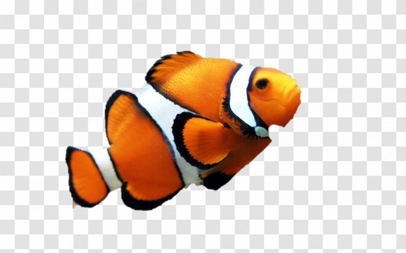 Orange Clownfish Drawing Clip Art - Beak - Fish Transparent PNG