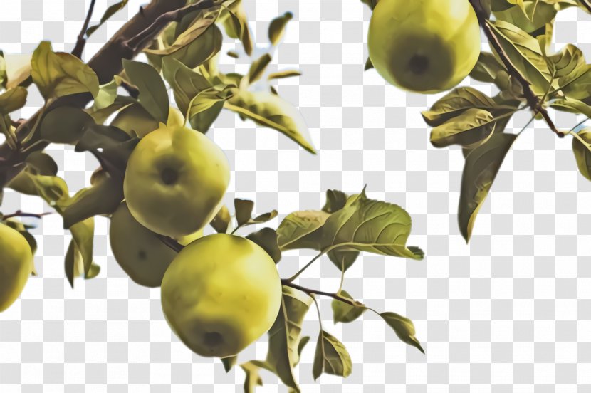 Fruit Tree - Flowering Plant Flower Transparent PNG