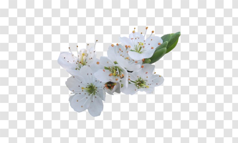 Flower Rose Blossom - Floral Design - White Pear Transparent PNG