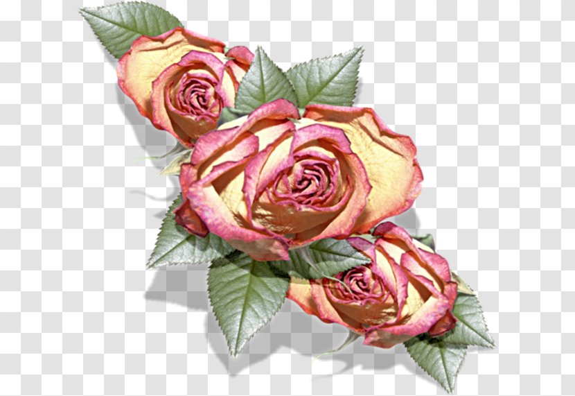 Garden Roses Cabbage Rose Floribunda Petal - Flower Bouquet Transparent PNG