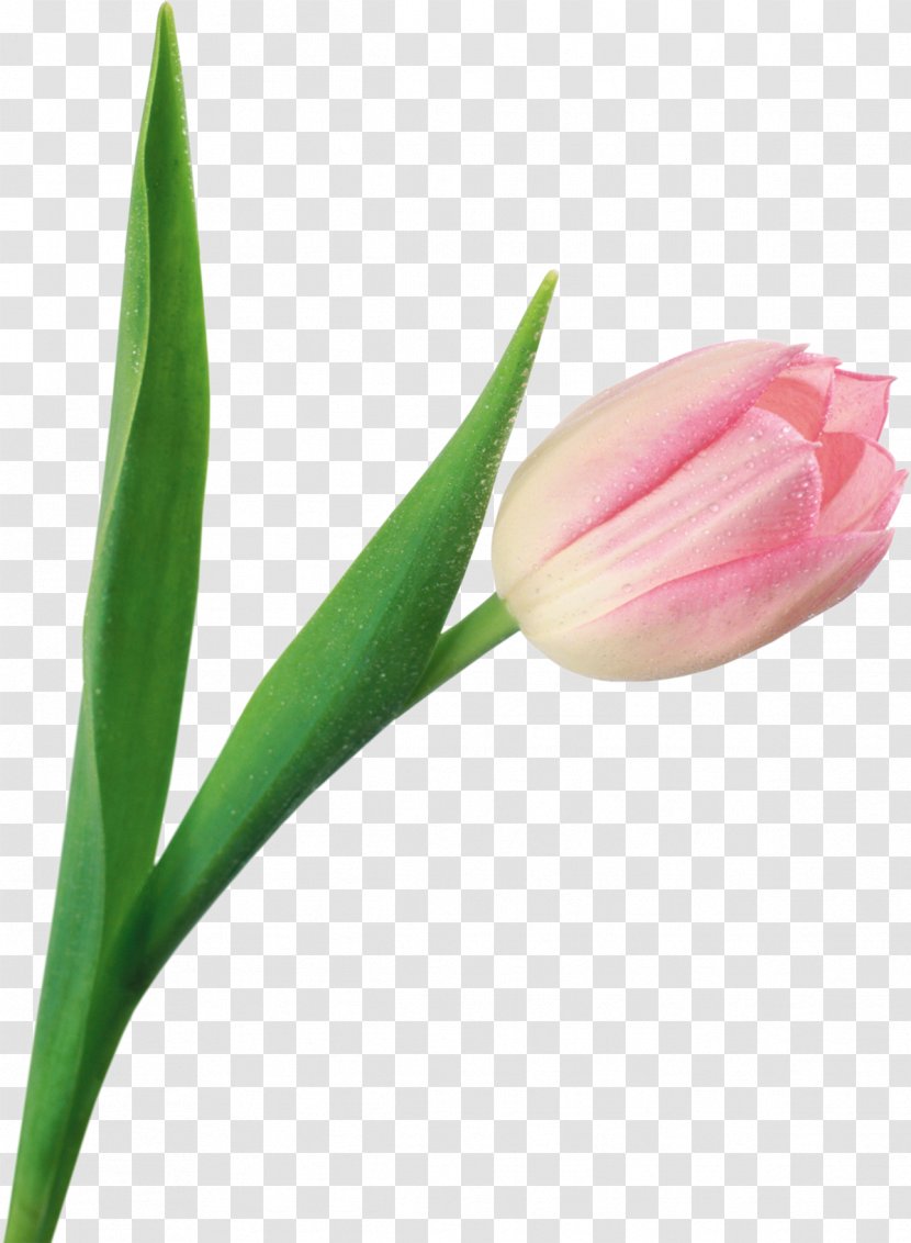 Tulip Flower Clip Art - Plant Stem Transparent PNG