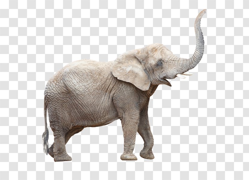 Indian Elephant African Bush Elephants White Stock Photography Transparent PNG