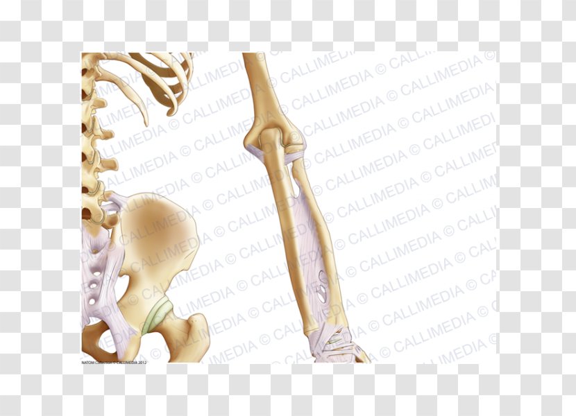Finger Elbow Pelvis Bone Anatomy - Frame - Arm Transparent PNG