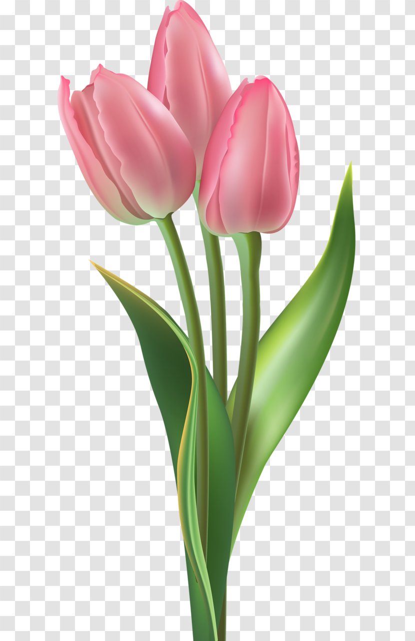 Tulip Pink Flowers Clip Art Floral Design Transparent PNG